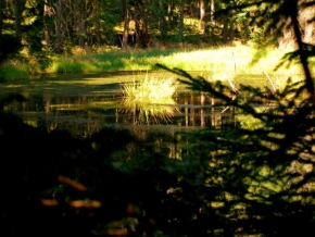Místo, které nejraději fotografuji - Lesní jezírko