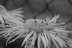 Život květin - Pastva