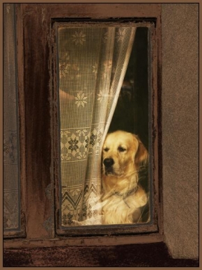 Svět zvířat - Fotograf roku - kreativita - Pes za oknem