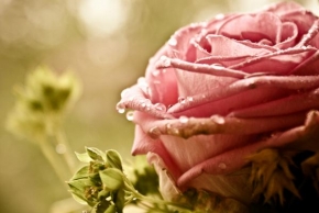 Život květin - Ranní rosa