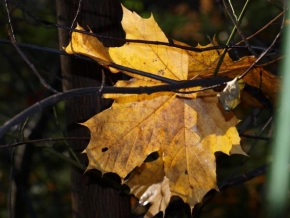 Místo, které nejraději fotografuji - Podzimní list javoru