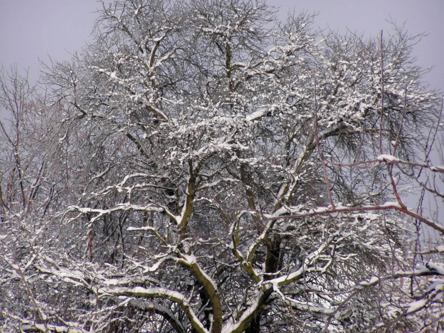 Zimní krása stromu