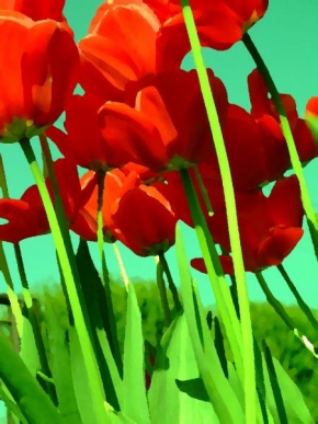Život květin - Olejové tulipány