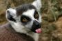 Eva Makovská -Mlsný lemur