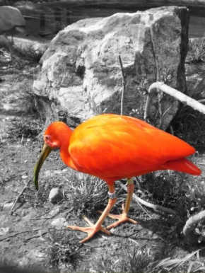 Svět zvířat - Oranžový pták
