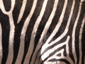 Jiri Prusa - Zebra