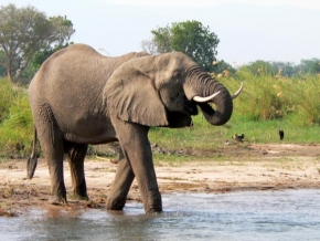 Jiri Prusa - Slon na břehu Zambezi