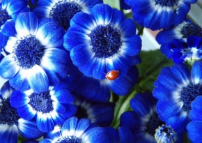 Život květin - Červená a modrá