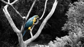 Svět zvířat - Zamyšlený papoušek
