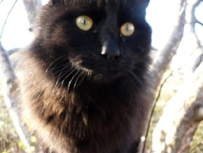 Svět zvířat - Černá kočka