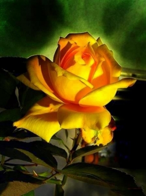 Život květin - ..růže