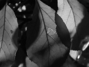 Černobílá poezie - Je tu podzim