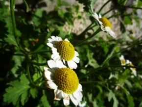 Život květin - Heřmánek