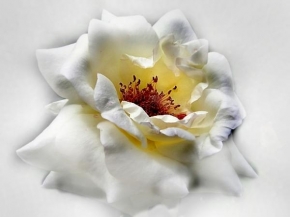 Život květin - ...bílá
