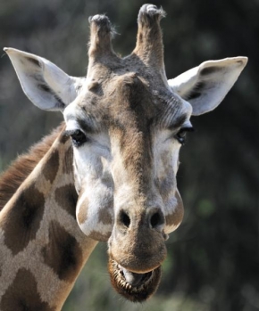 Svět zvířat - Vytlemená žirafa