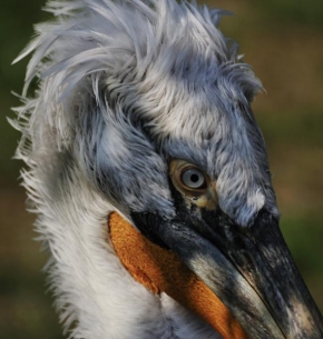 Svět zvířat - Hlava pelikána