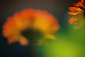 Život květin - Ilúzia