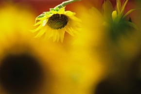 Život květin - Sen o slnku
