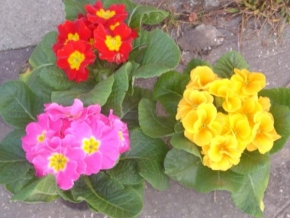 Život květin - Kvety a farby jesene