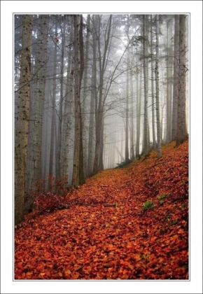 Fotograf roku v přírodě 2010 - Podzimním lesem