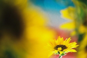 Život květin - Jemná krása slnečníc