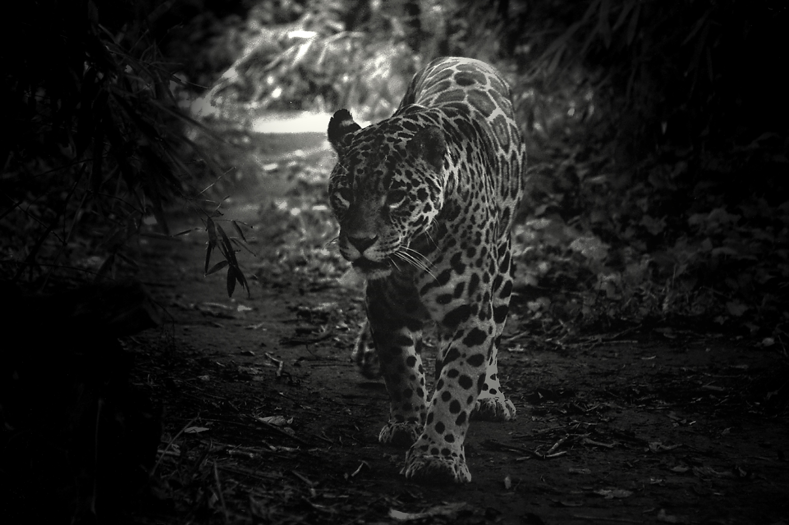 Černobílý svět jaguara