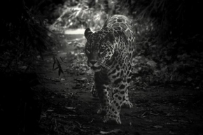 Svět zvířat - Černobílý svět jaguara