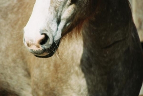 Svět zvířat - Krása koní