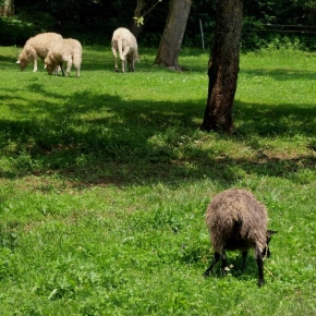 Svět zvířat - Černá ovce