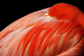 Svět zvířat - Fotograf roku - kreativita - Flamingo