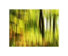 Barevná abstrakce - Fotomalba: V lese