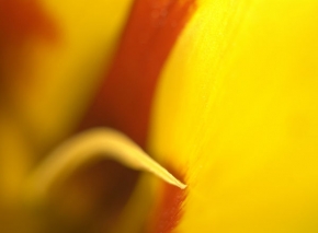 Barevná abstrakce - Jarní květ