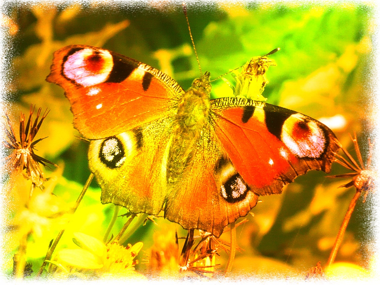 Motýl