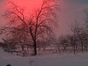 Barevná abstrakce - Stromy v zimě2