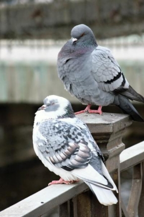 Svět zvířat - Holub a holubice :)
