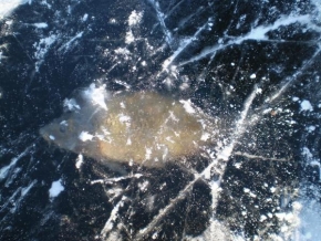 Svět zvířat - Zamrzlá rybka