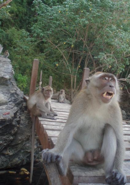 Naštvaná opice