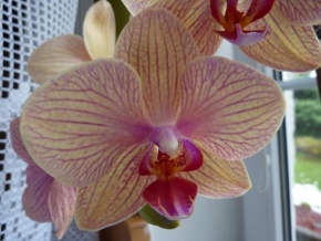 Život květin - Orchidea