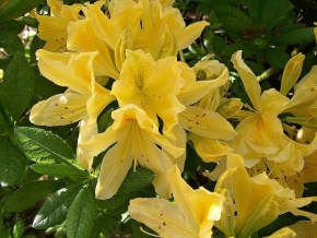 Život květin - žluta