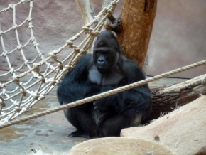 Svět zvířat - Gorila 1