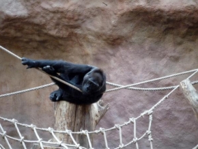 Svět zvířat - Gorila 2