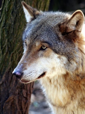 Svět zvířat - Kdopak by se vlka bál