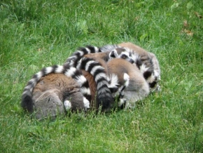 Svět zvířat - Lemurové v klubku