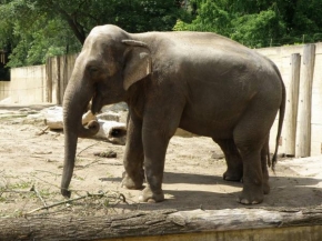 Svět zvířat - Slon se dvěma choboty