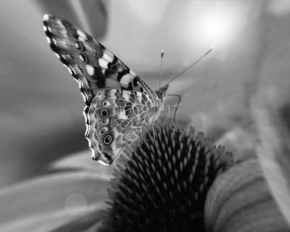 Černobílá poezie - Motyl