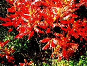 Barevná abstrakce - Podzim v barvě