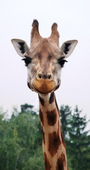 Svět zvířat - Žirafa potutelně se usmívající