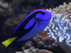 Svět zvířat - Mořské akvarium