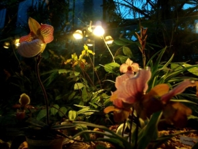 Život květin - Noční život