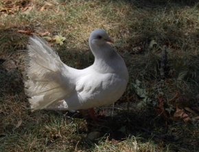 Svět zvířat - Bílá holubice